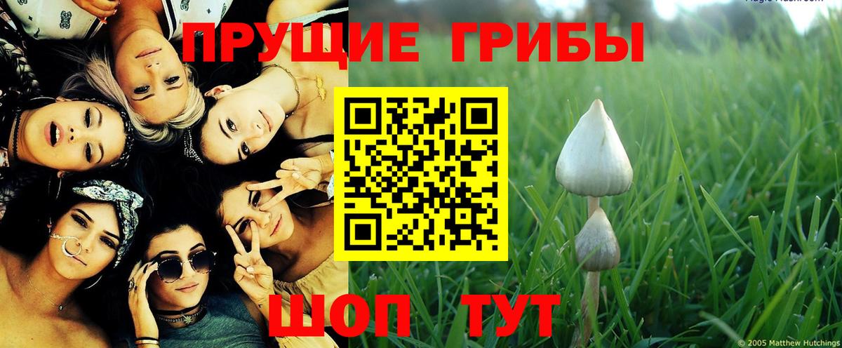 Галлюциногенные грибы Psilocybe  Вход с VPN  Жигулёвск 